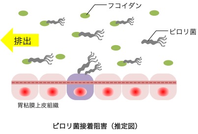 ピロリ菌接着阻害（推定図）