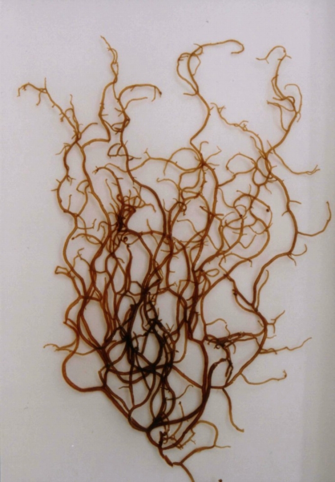 ｵｷﾅﾜﾓｽﾞｸ