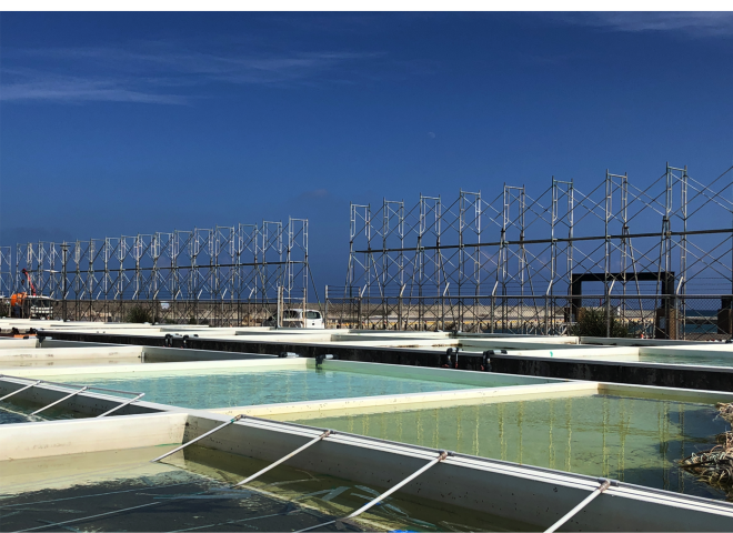 180918種付けプール