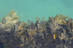 海藻たちの生きる知恵！無性的な繁殖方法が存在する理由