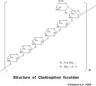 フコイダンの構造と作用