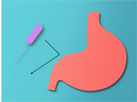 フコイダンでバリア！ピロリ菌の胃細胞付着に対する阻害作用
